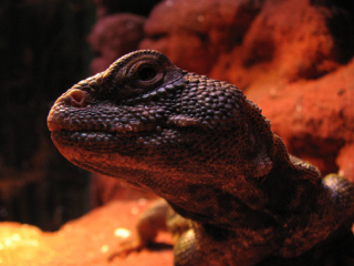 AQUARIUM Muzeum Przyrodnicze PAN Krak�w