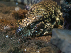 AQUARIUM Muzeum Przyrodnicze PAN Krak�w