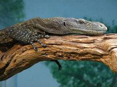 AQUARIUM Muzeum Przyrodnicze PAN Krak�w