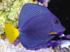AQUARIUM Muzeum Przyrodnicze PAN Krak�w