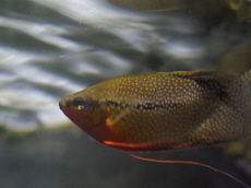 AQUARIUM Muzeum Przyrodnicze PAN Krak�w