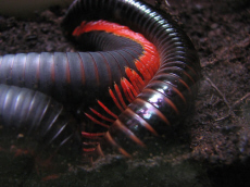 AQUARIUM Muzeum Przyrodnicze PAN Krak�w