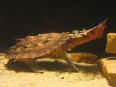 AQUARIUM Muzeum Przyrodnicze PAN Krak�w